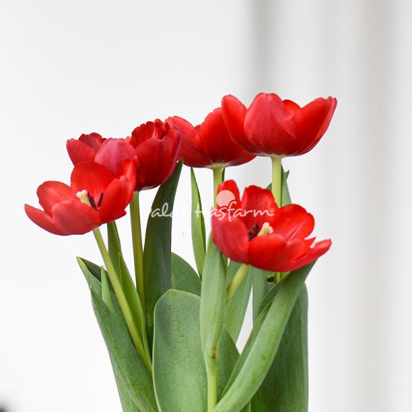 Chậu Hoa Thiết Kế Sắc Xuân 071