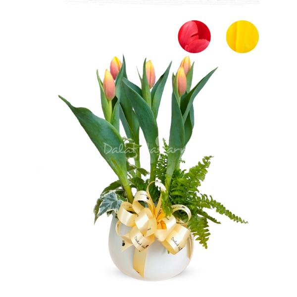 Chậu Hoa Thiết Kế Sắc Xuân 071