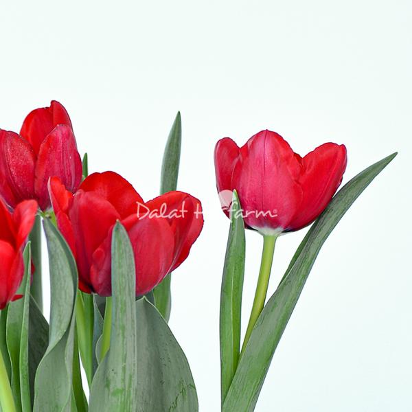 Chậu Hoa Thiết Kế Sắc Xuân 071