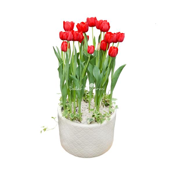 Chậu Hoa Thiết Kế Sắc Xuân 043