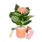 Chậu Đất Nung Hoa Cẩm Tú Cầu 015