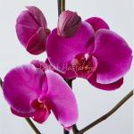 Lan Hồ Điệp Viên Mãn 049