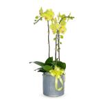 Lan Hồ Điệp Vạn Hạnh 002