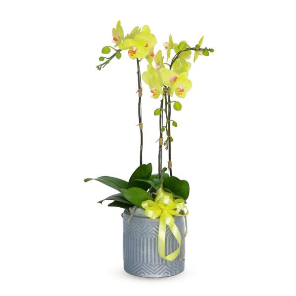 Lan Hồ Điệp Vạn Hạnh 002