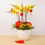 Chậu Lan Vạn Sự Như Ý 055