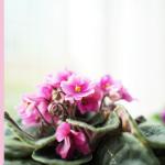 Plant4You - Chậu Hoa Violet Châu Phi