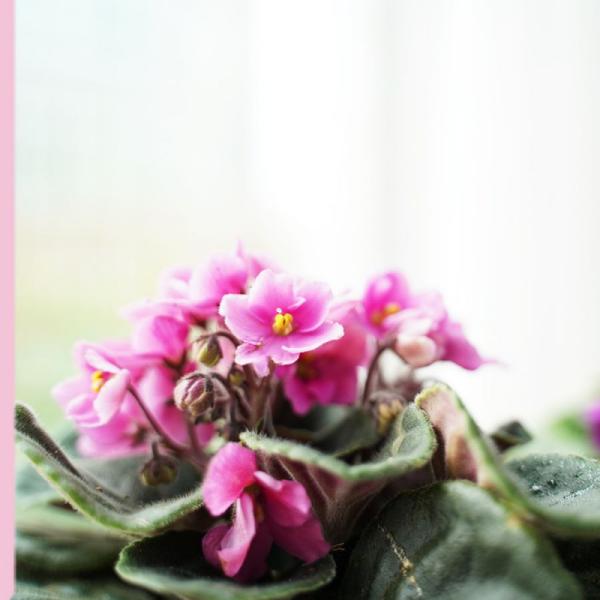 Plant4You - Chậu Hoa Violet Châu Phi