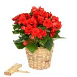 Giỏ Hoa Thu Hải Đường 012