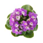 Chậu Sứ Hoa Violet Châu Phi 014