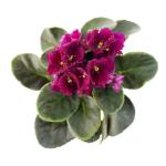 Chậu Sứ Hoa Violet Châu Phi 014