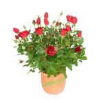 Chậu Đất Nung Hoa Hồng 016