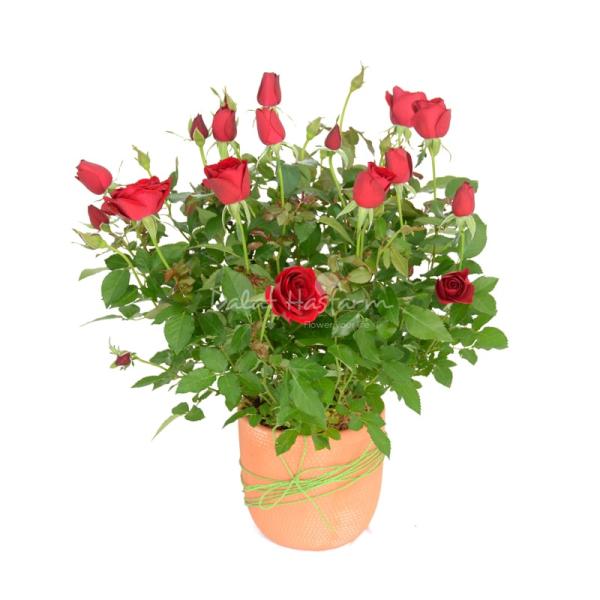 Chậu Đất Nung Hoa Hồng 016