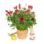 Chậu Đất Nung Hoa Hồng 016