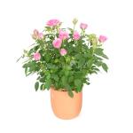 Chậu Đất Nung Hoa Hồng 016