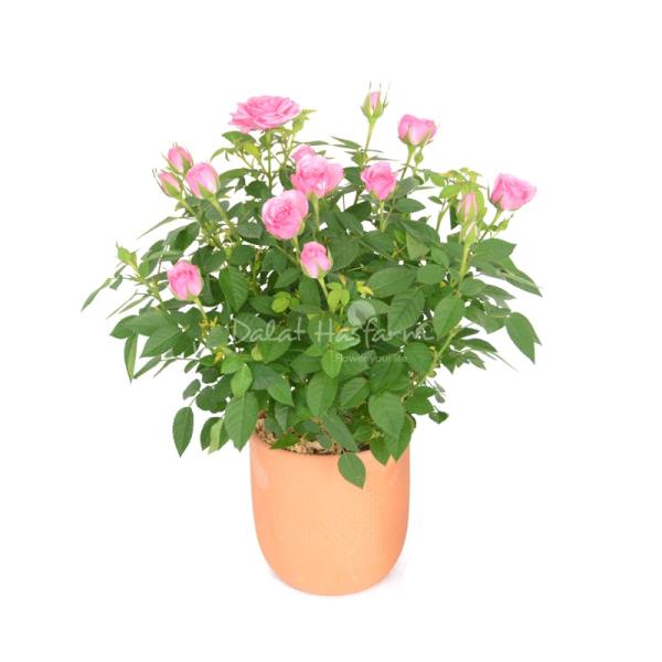 Chậu Đất Nung Hoa Hồng 016