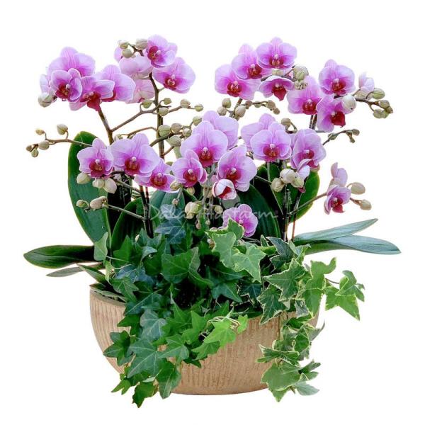 Lan Hồ Điệp Hồng Phát 026