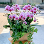 Lan Hồ Điệp Hồng Phát 026