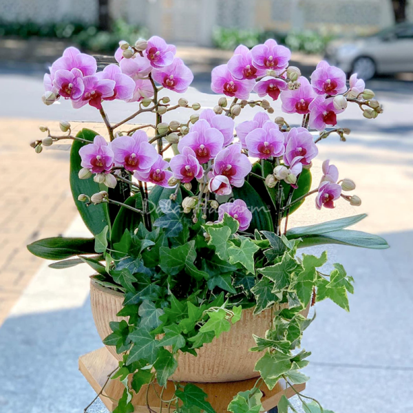 Lan Hồ Điệp Hồng Phát 026