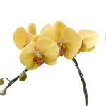 Lan Hồ Điệp Thành Ý 054