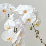 Lan Hồ Điệp Thịnh Vượng 023