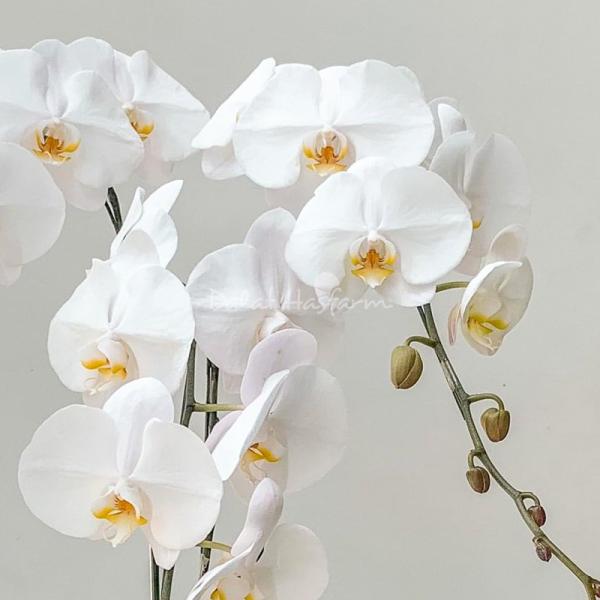 Lan Hồ Điệp Thịnh Vượng 037