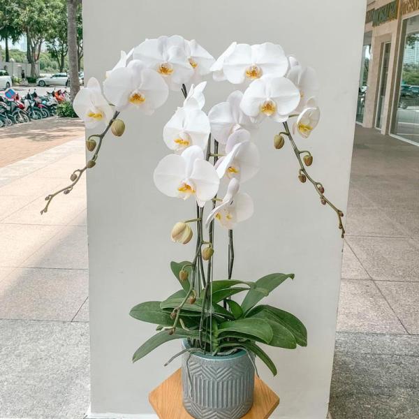 Lan Hồ Điệp Thịnh Vượng 023