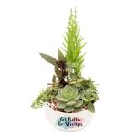 Chậu Trang Trí Khu Vườn Xanh Mát 019