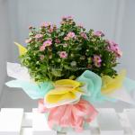 Chậu Giấy Gói Hoa Cúc Trung 045