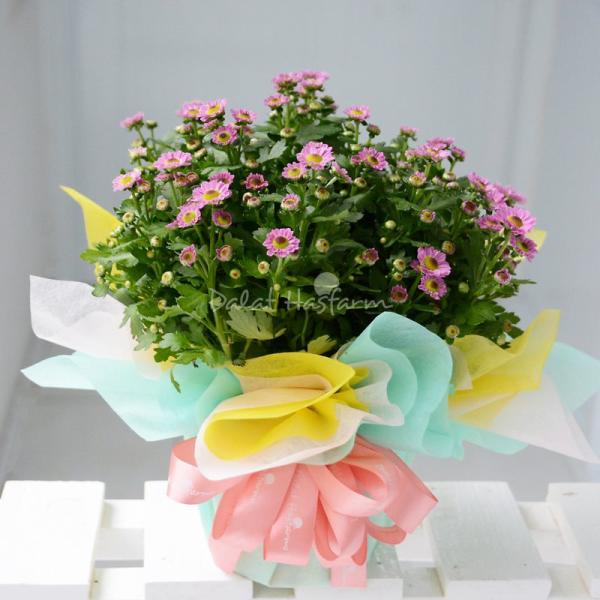 Chậu Giấy Gói Hoa Cúc Trung 045