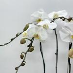 Lan Hồ Điệp Thịnh Vượng 038