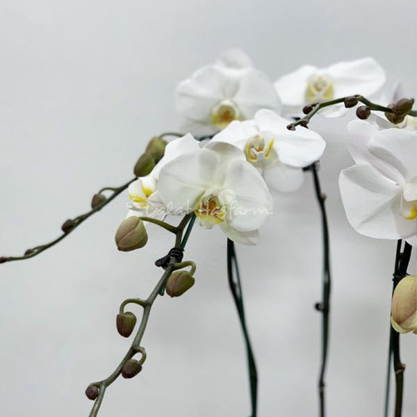 Lan Hồ Điệp Thịnh Vượng 038