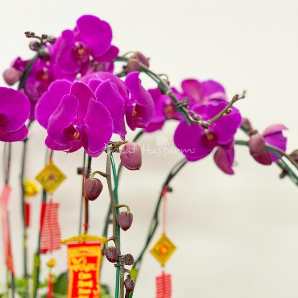 Lan Hồ Điệp Viên Mãn 036