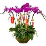 Lan Hồ Điệp Viên Mãn 036