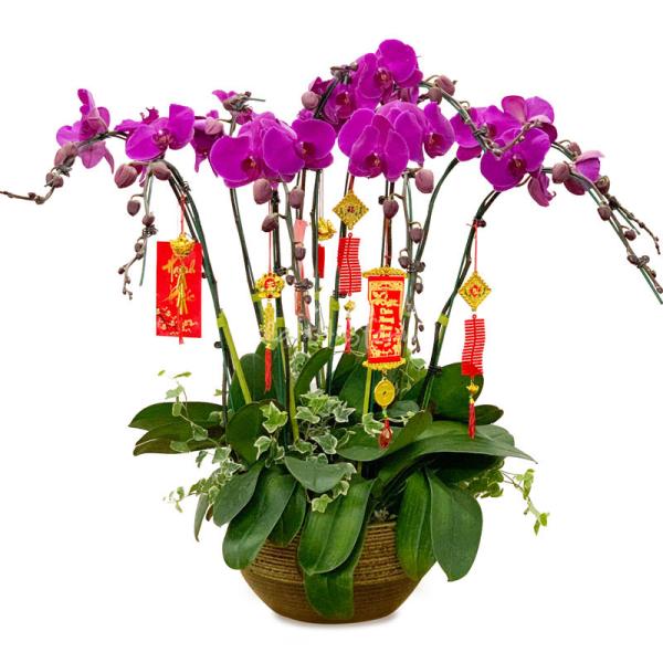 Lan Hồ Điệp Viên Mãn 036