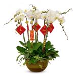 Lan Hồ Điệp Thịnh Vượng 038