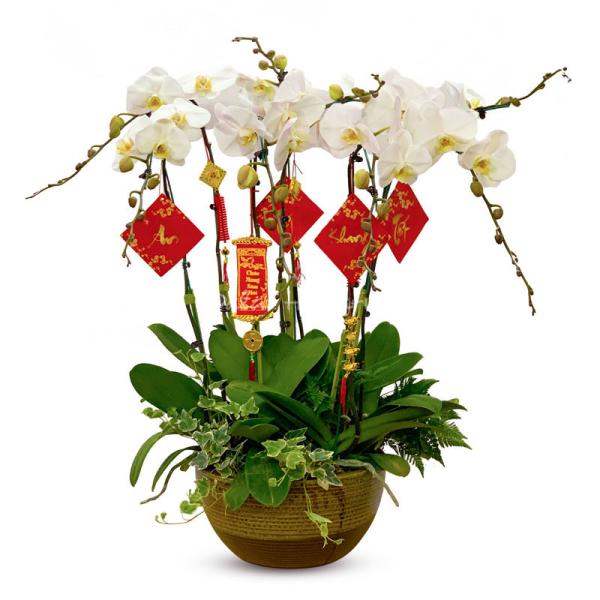 Lan Hồ Điệp Thịnh Vượng 038