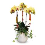 Lan Hồ Điệp Thành Ý 040