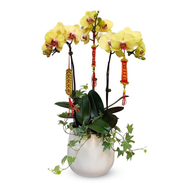 Lan Hồ Điệp Thành Ý 040