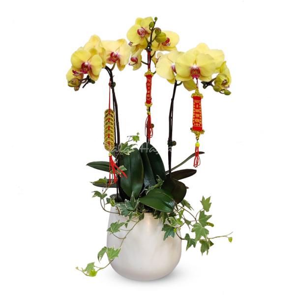 Lan Hồ Điệp Thành Ý 035