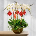 Lan Hồ Điệp Thịnh Vượng 038