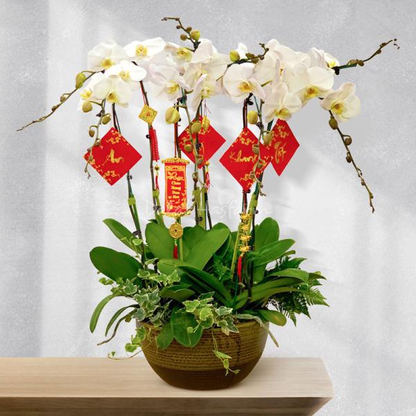 Lan Hồ Điệp Thịnh Vượng 038