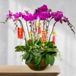 Lan Hồ Điệp Viên Mãn 036