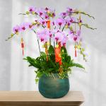 Lan Hồ Điệp Hồng Phát 033