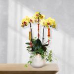 Lan Hồ Điệp Thành Ý 040