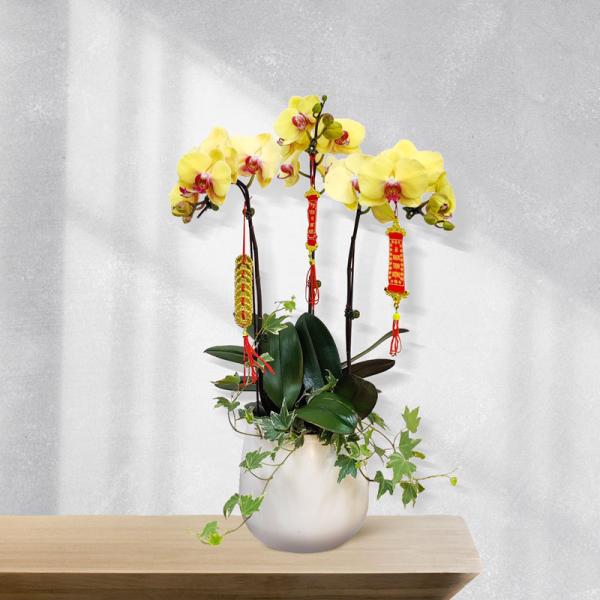 Lan Hồ Điệp Thành Ý 040