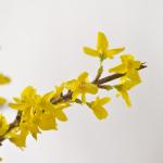 Mai Mỹ - Đầu Xuân Thịnh Vượng