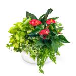 Chậu Cây Xanh Thiết Kế Đồng Xanh 095