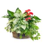 Giỏ Cây Xanh Thiết Kế Đồng Xanh 096