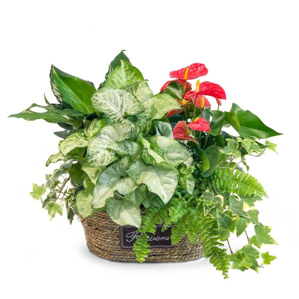 Giỏ Cây Xanh Thiết Kế Đồng Xanh 096