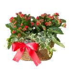 Chậu Hoa Thiết Kế Trường Thọ 064